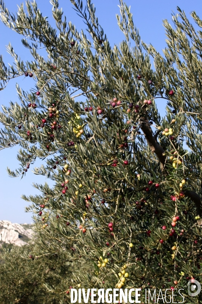 Huile d olive de la vallée des Baux