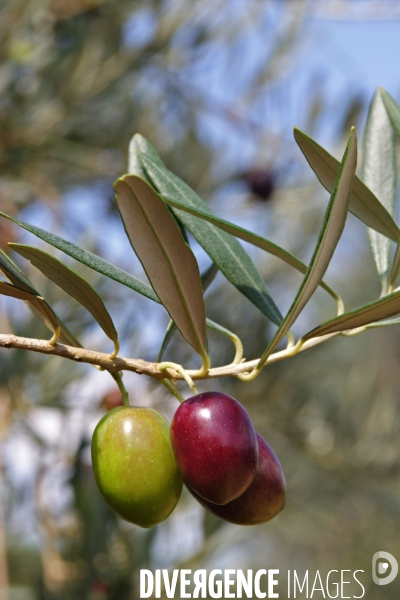 Huile d olive de la vallée des Baux