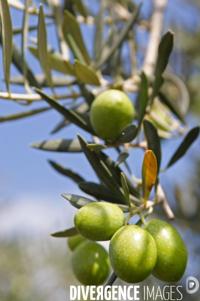 Huile d olive de la vallée des Baux