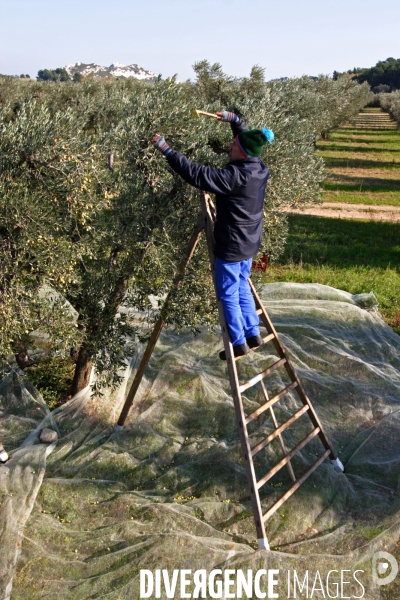 Huile d olive de la vallée des Baux