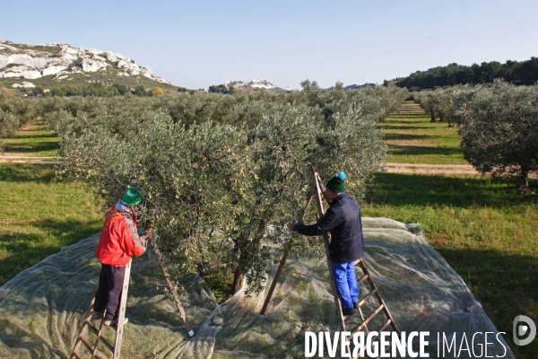 Huile d olive de la vallée des Baux