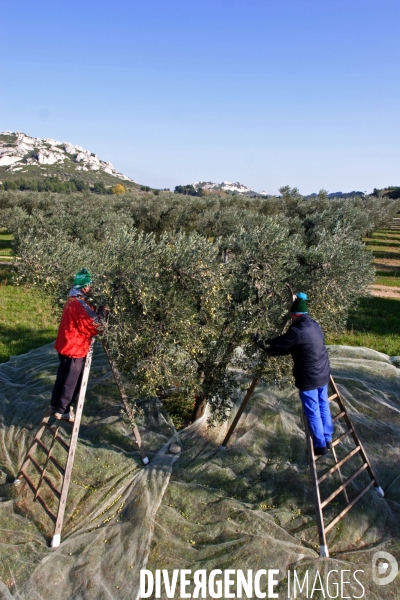 Huile d olive de la vallée des Baux