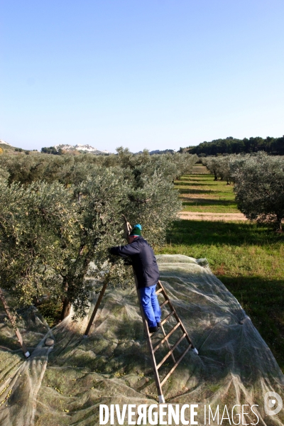 Huile d olive de la vallée des Baux