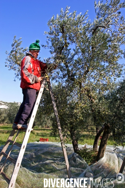 Huile d olive de la vallée des Baux