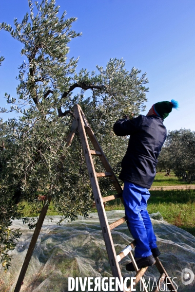 Huile d olive de la vallée des Baux