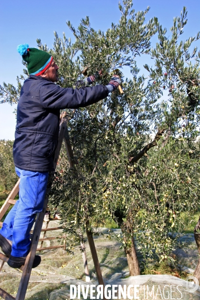 Huile d olive de la vallée des Baux