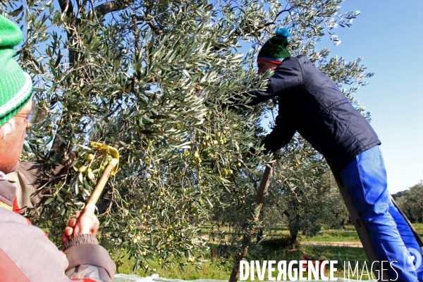 Huile d olive de la vallée des Baux