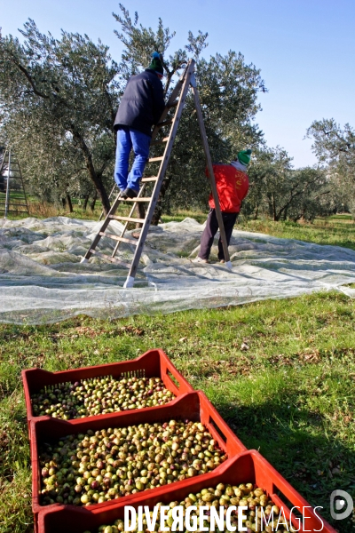 Huile d olive de la vallée des Baux