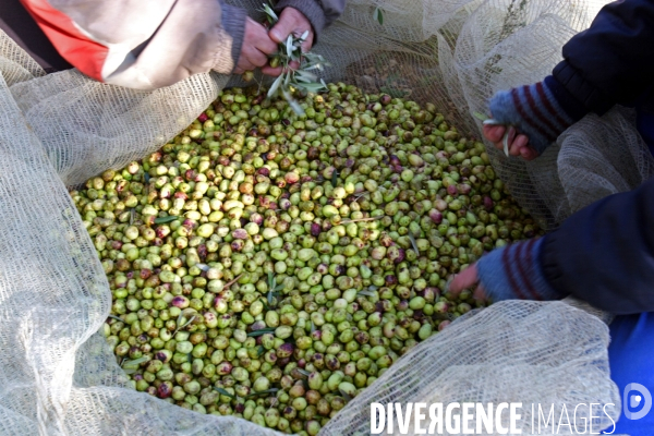 Huile d olive de la vallée des Baux