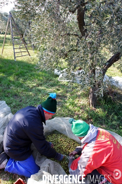 Huile d olive de la vallée des Baux