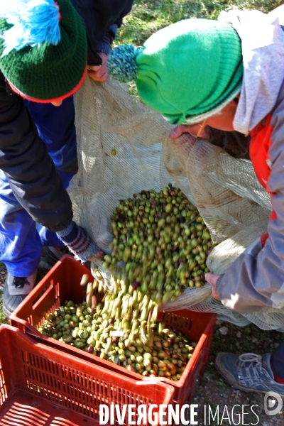 Huile d olive de la vallée des Baux