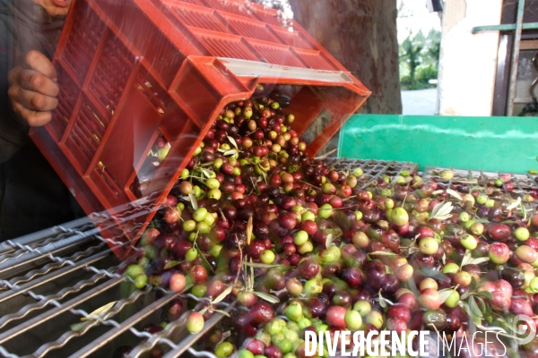 Huile d olive de la vallée des Baux