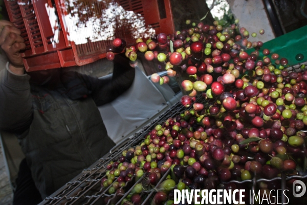 Huile d olive de la vallée des Baux