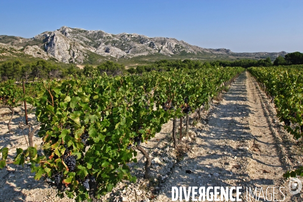 Huile d olive de la vallée des Baux