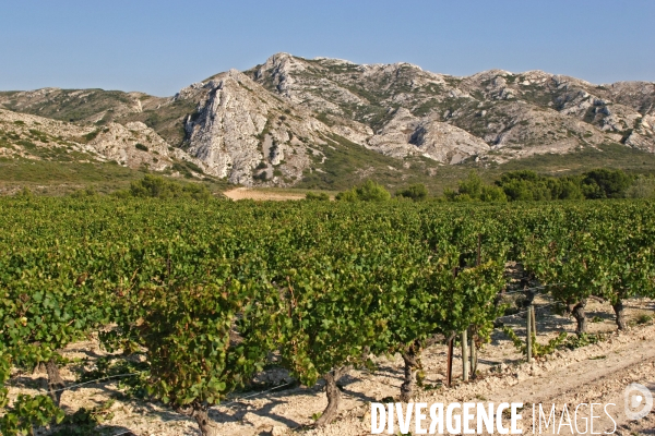 Huile d olive de la vallée des Baux