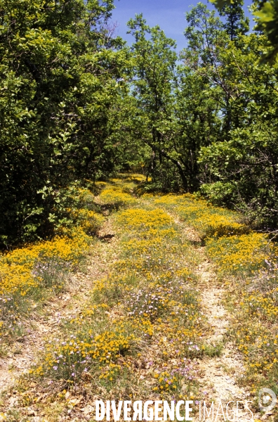 Haute Provence - Au pays de Giono