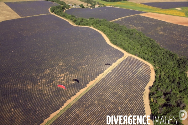 Vue aérienne de la récolte de lavande sur le plateau de Valensole