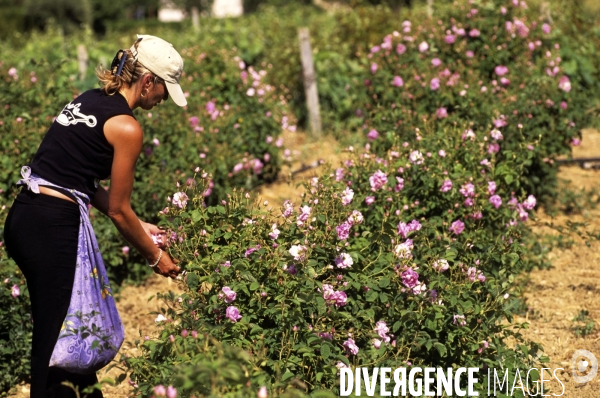 Grasse , capitale des fragrances