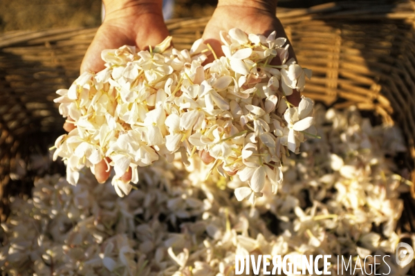 Grasse , capitale des fragrances