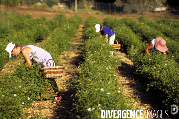 Grasse , capitale des fragrances