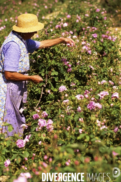 Grasse , capitale des fragrances