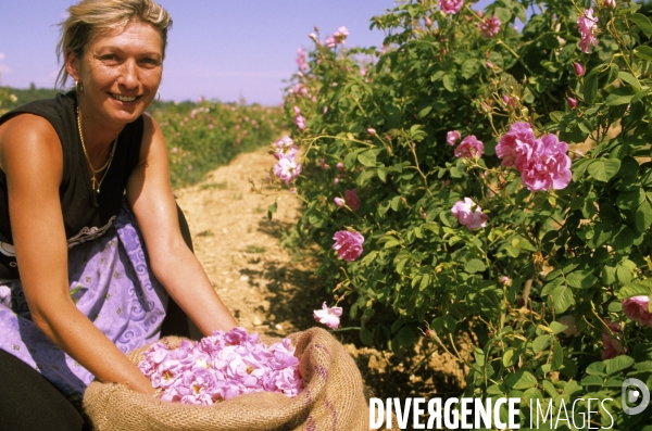 Grasse , capitale des fragrances