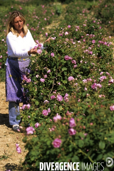 Grasse , capitale des fragrances