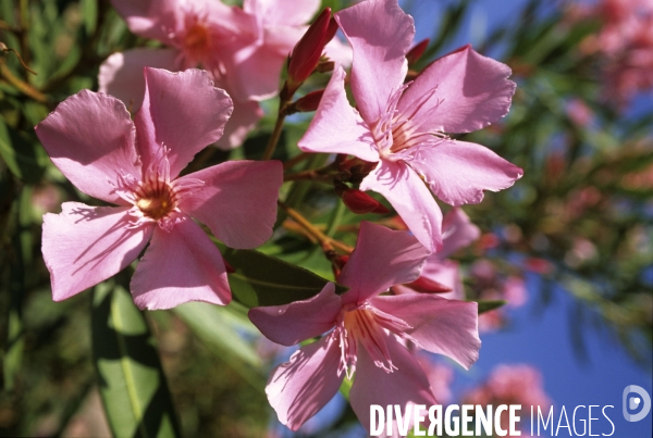 Grasse , capitale des fragrances