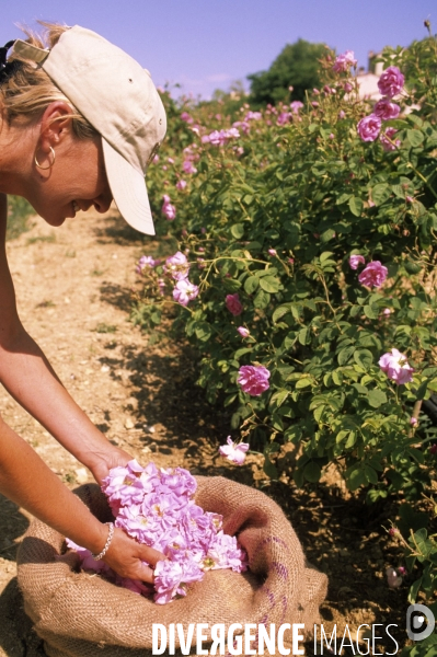 Grasse , capitale des fragrances