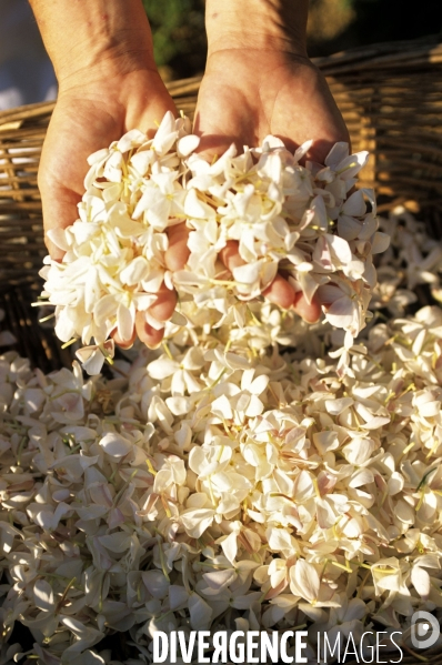 Grasse , capitale des fragrances