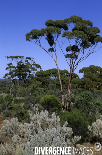 Australie de l Ouest : la ruée vers l or