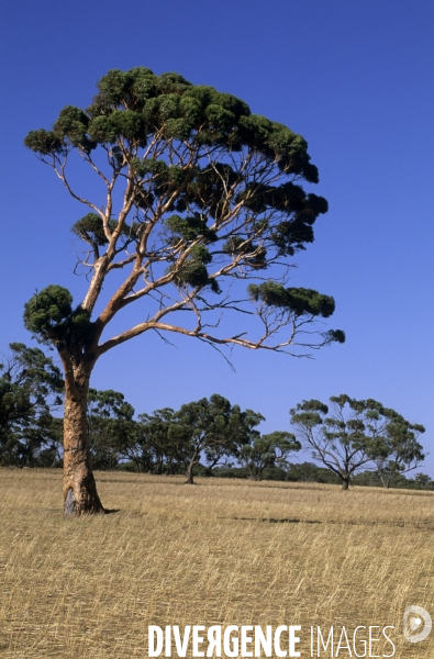 Australie de l Ouest : la ruée vers l or