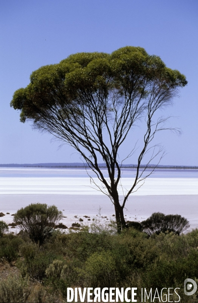 Australie de l Ouest : la ruée vers l or