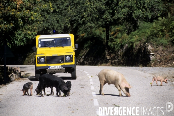 La route de la châtaigne en Corse