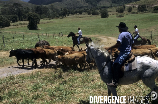 Les french cow-boys du Pacifique