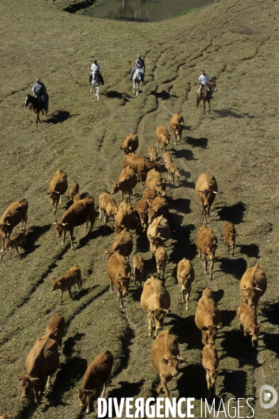 Les french cow-boys du Pacifique