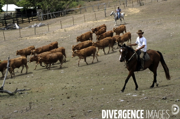 Les french cow-boys du Pacifique