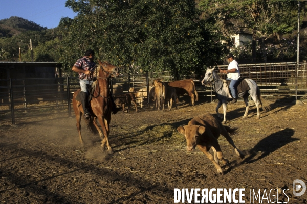 Les french cow-boys du Pacifique