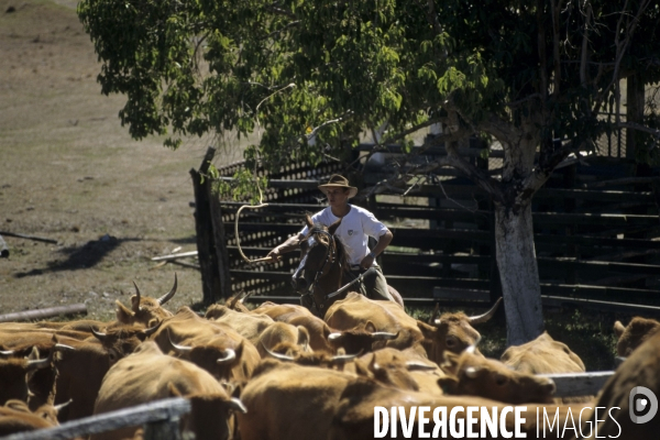 Les french cow-boys du Pacifique