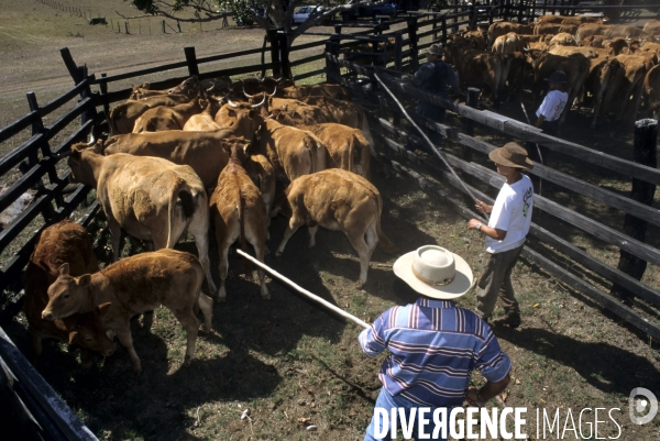 Les french cow-boys du Pacifique