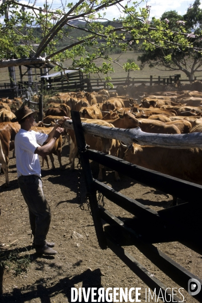 Les french cow-boys du Pacifique