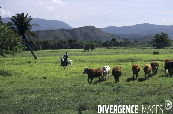 Les french cow-boys du Pacifique