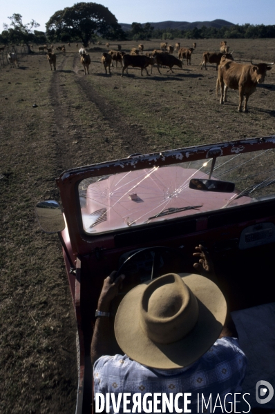 Les french cow-boys du Pacifique