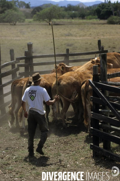 Les french cow-boys du Pacifique