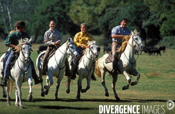 Camargue, le delta farouche