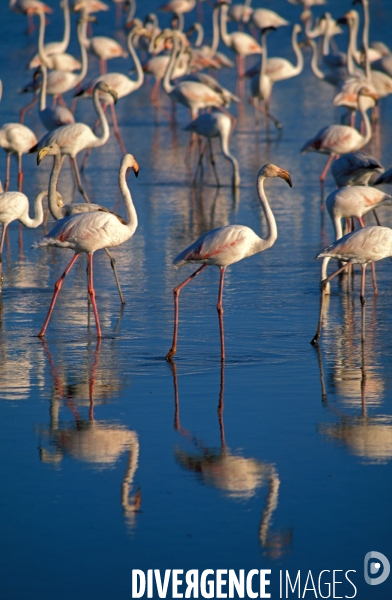 Camargue, le delta farouche