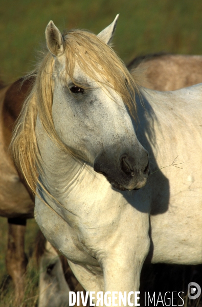 Camargue, le delta farouche