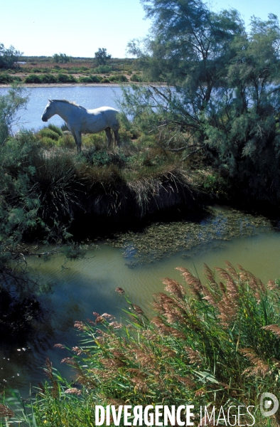 Camargue, le delta farouche