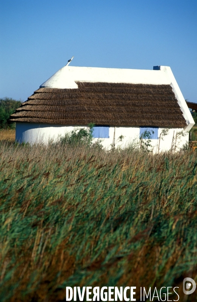 Camargue, le delta farouche