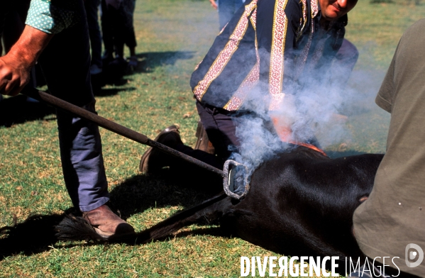 Camargue, le delta farouche